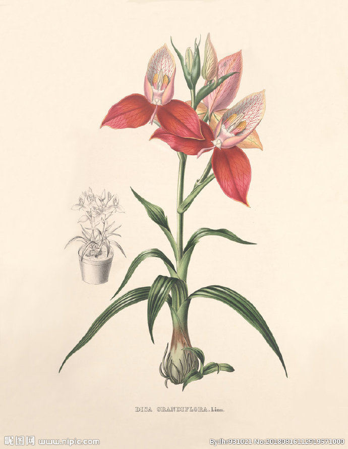 G装饰画 手绘花