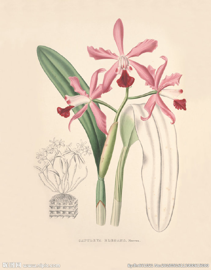 G装饰画 手绘花