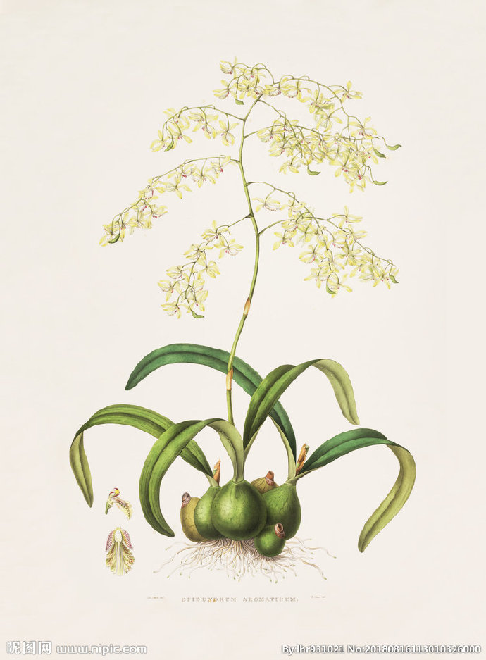 G装饰画 手绘花