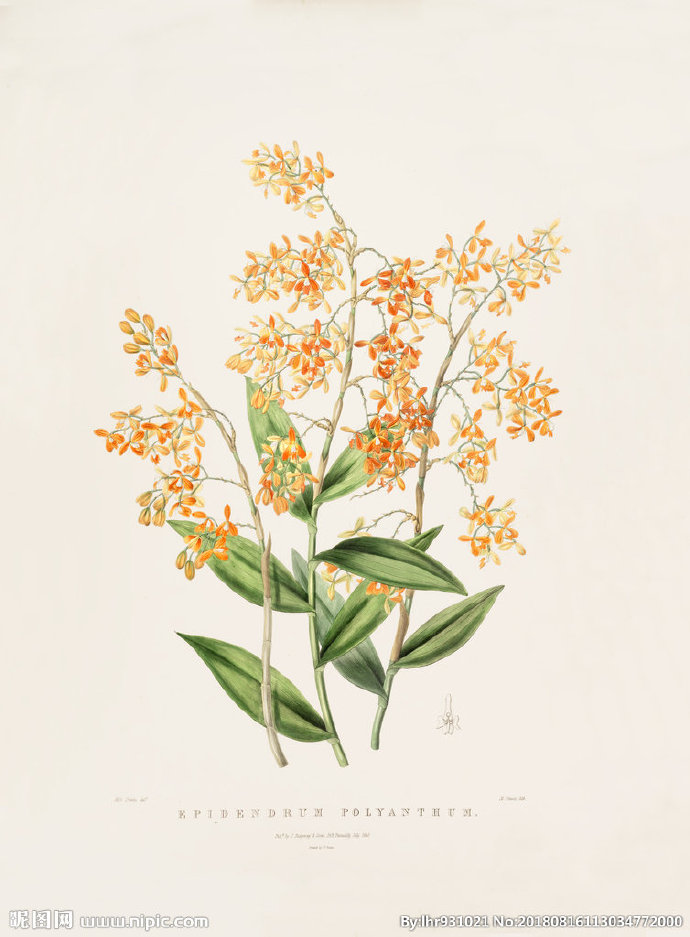 G装饰画 手绘花