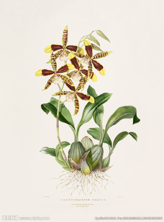 G装饰画 手绘花