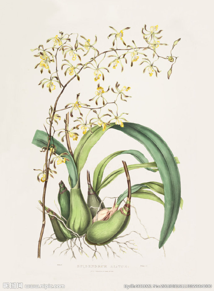 G装饰画 手绘花