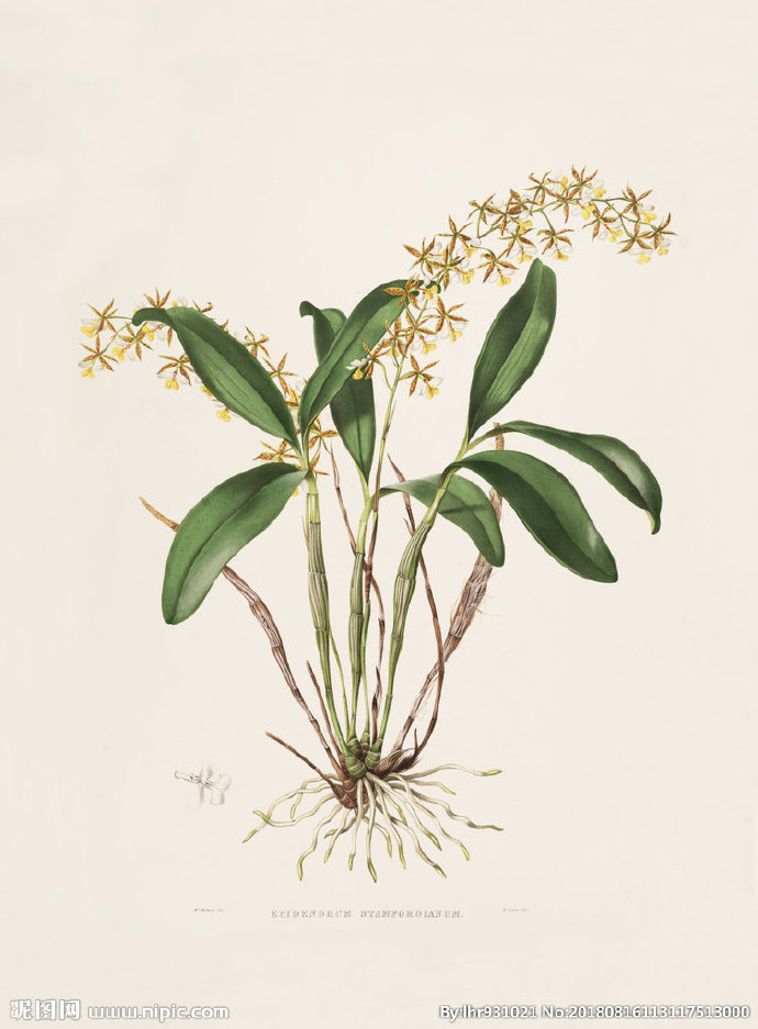 G装饰画 手绘花