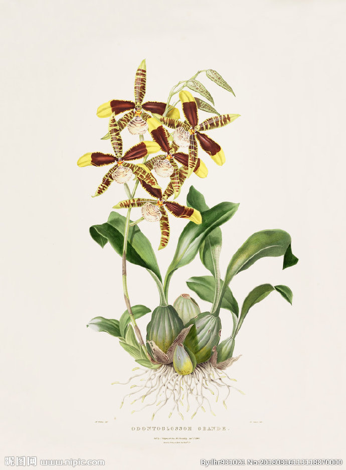 G装饰画 手绘花