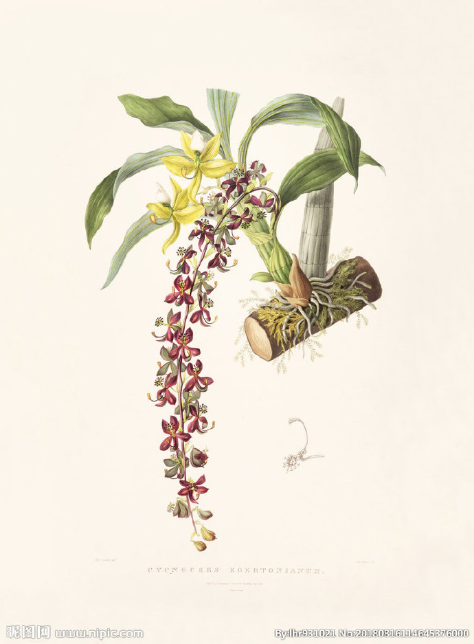 G装饰画 手绘花