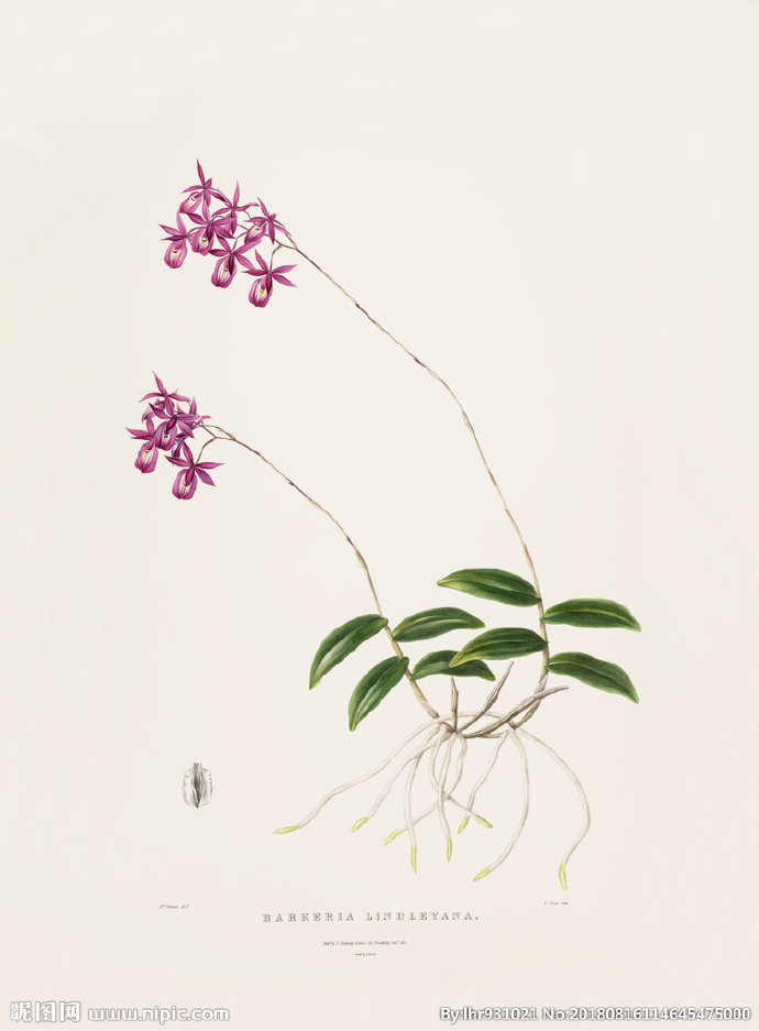 G装饰画 手绘花