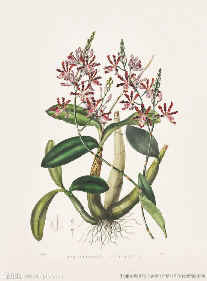 G装饰画 手绘花