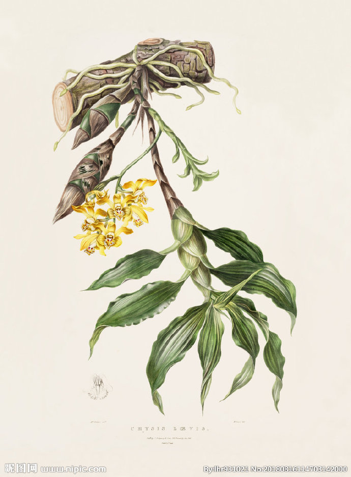 G装饰画 手绘花