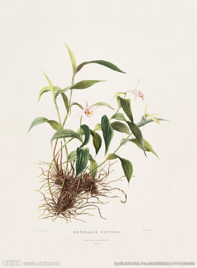 G装饰画 手绘花