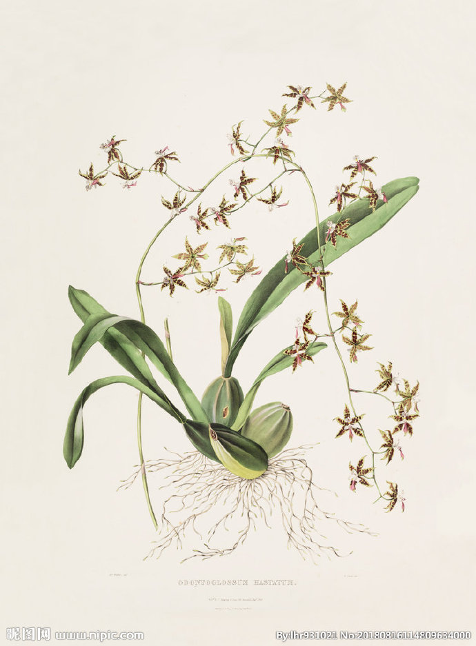 G装饰画 手绘花