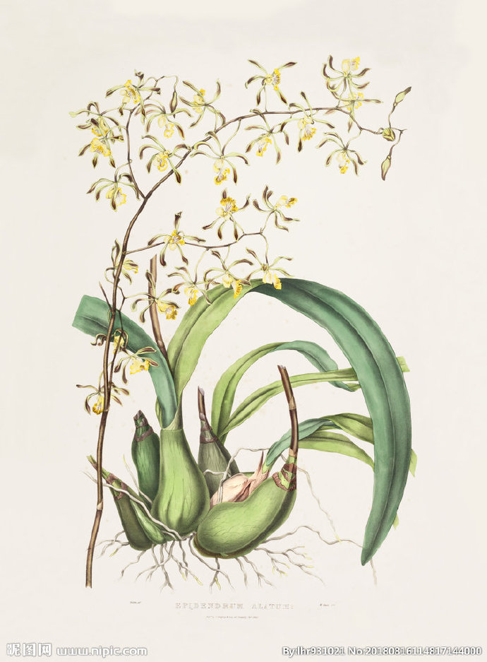 G装饰画 手绘花