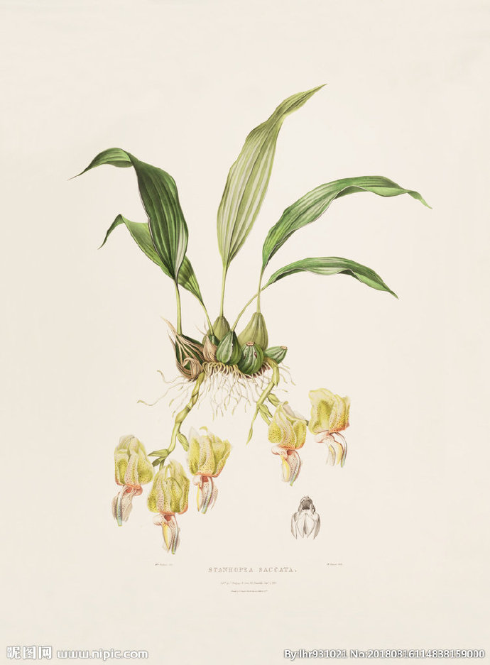 G装饰画 手绘花