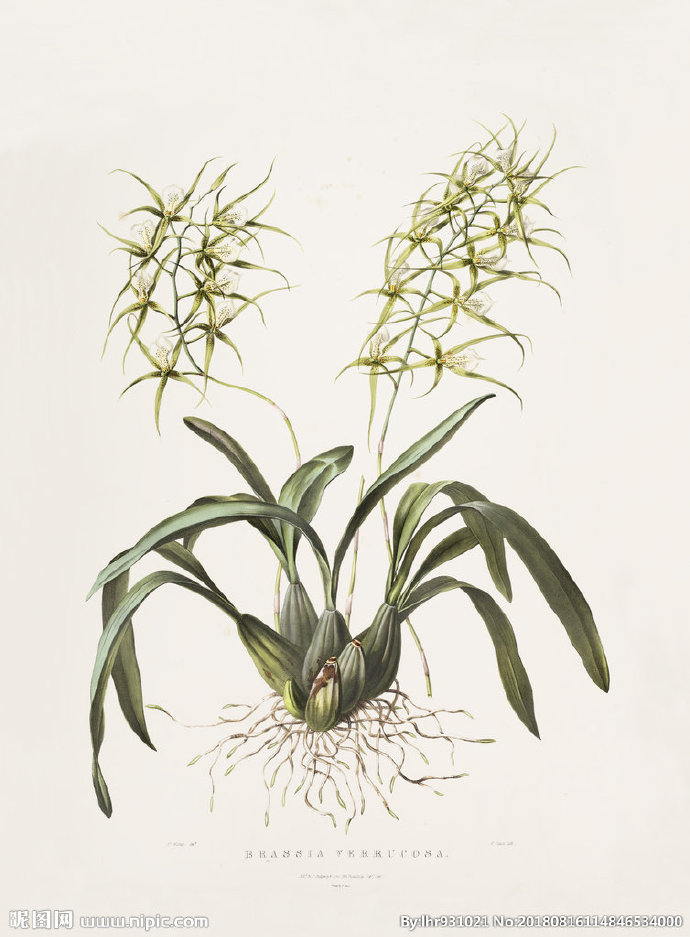 G装饰画 手绘花