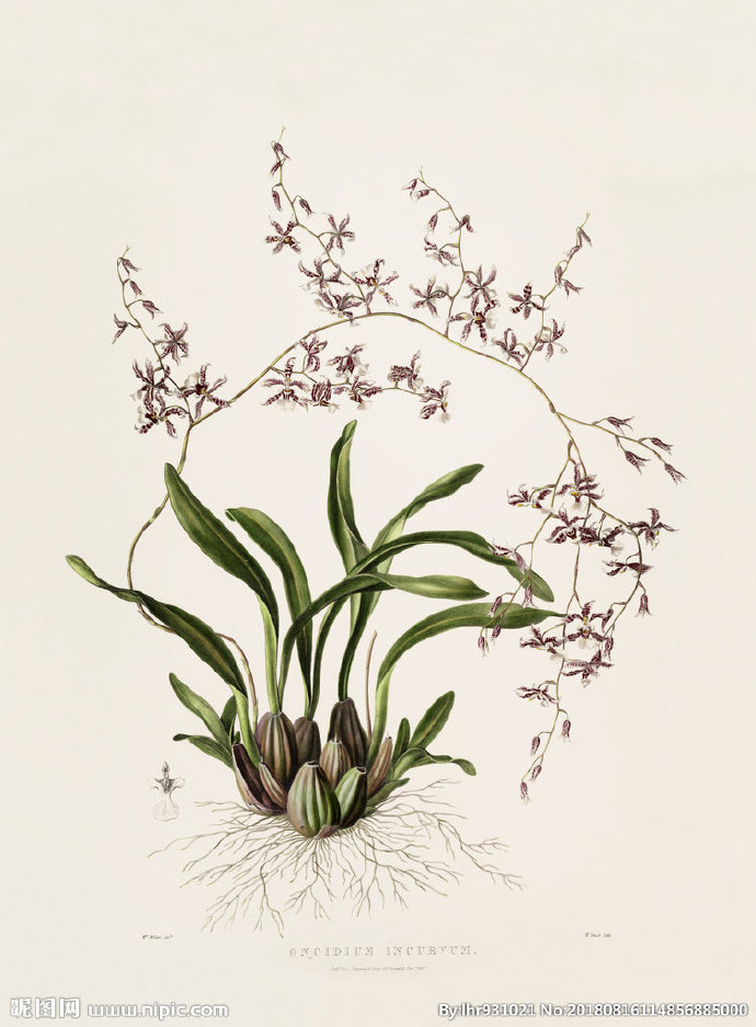 G装饰画 手绘花