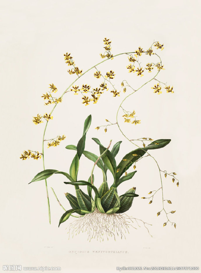 G装饰画 手绘花