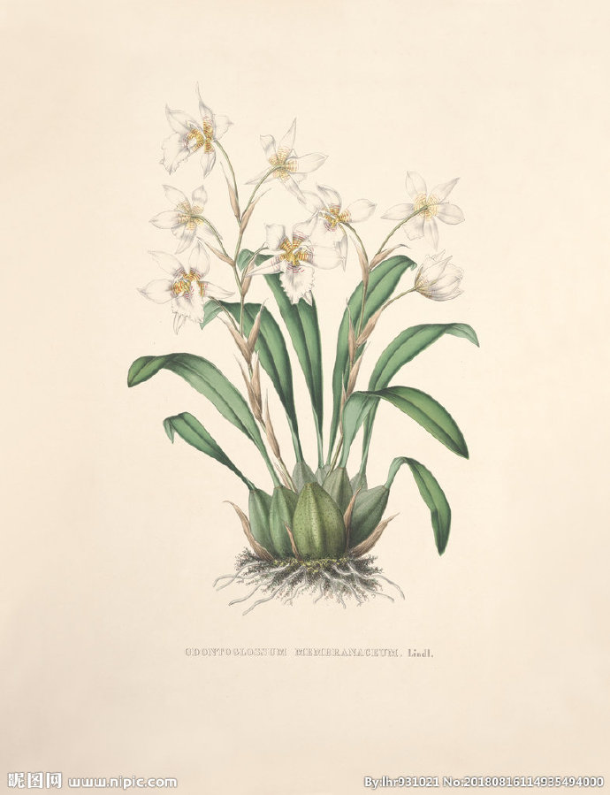G装饰画 手绘花