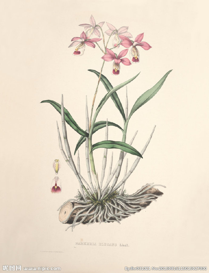 G装饰画 手绘花