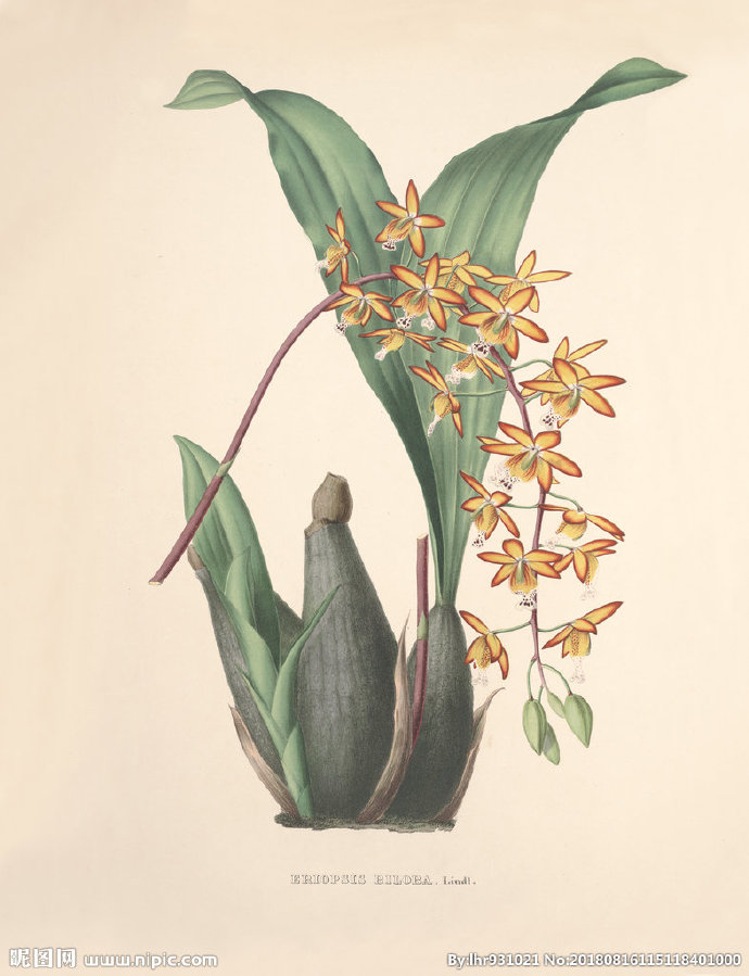 G装饰画 手绘花
