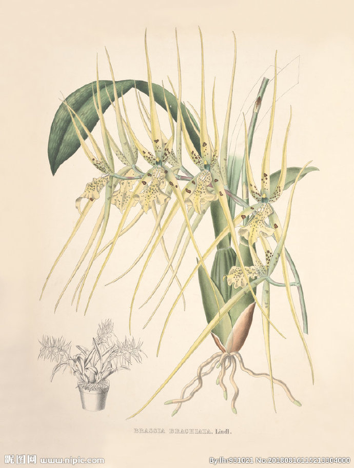 G装饰画 手绘花