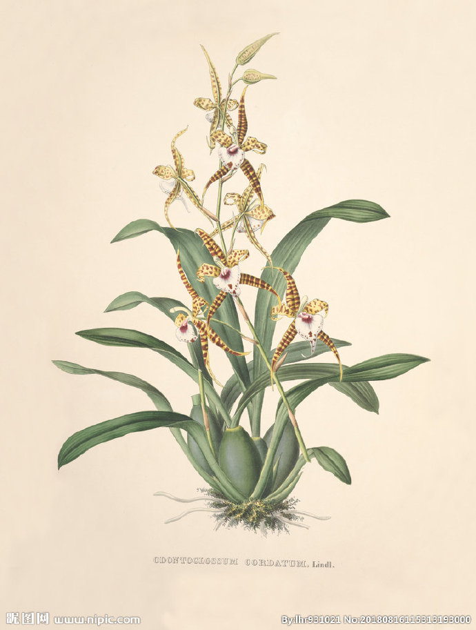 G装饰画 手绘花