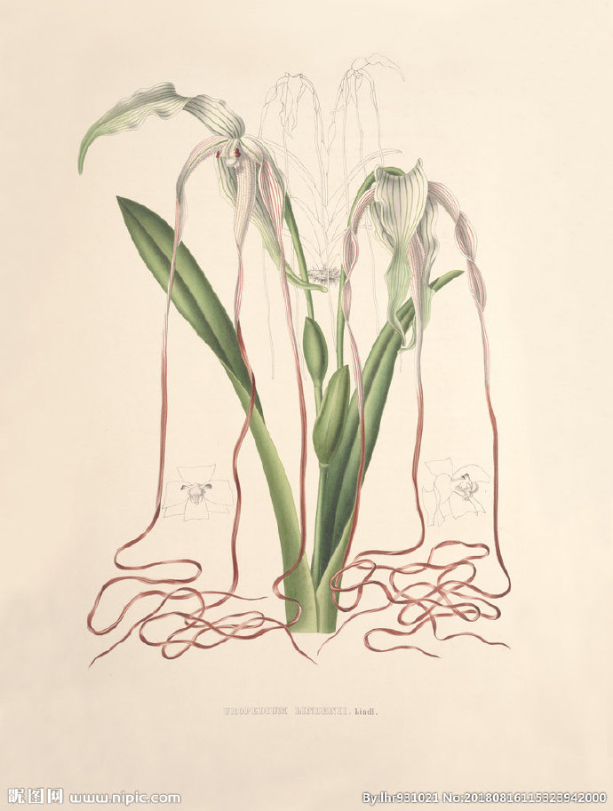 G装饰画 手绘花