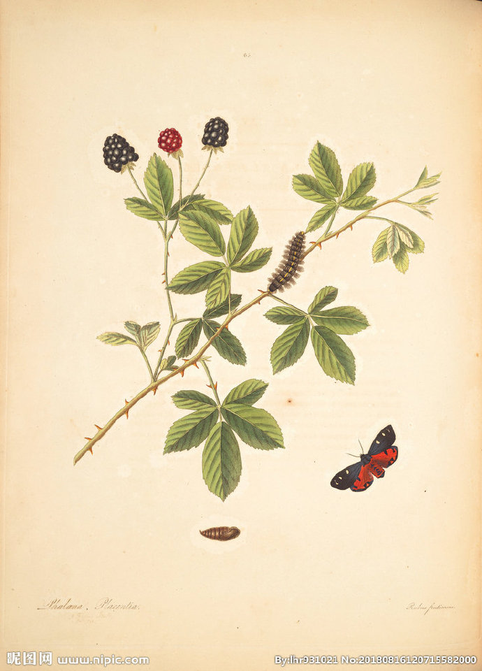 G装饰画 手绘花