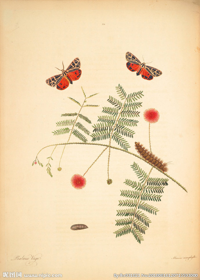 G装饰画 手绘花