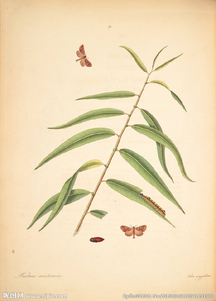 G装饰画 手绘花