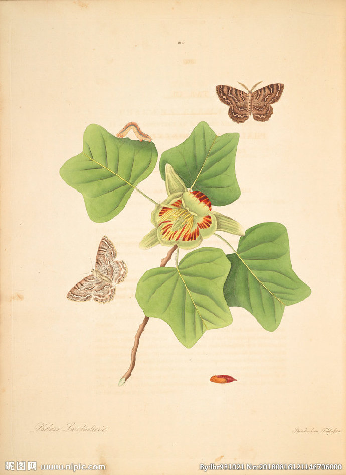 G装饰画 手绘花