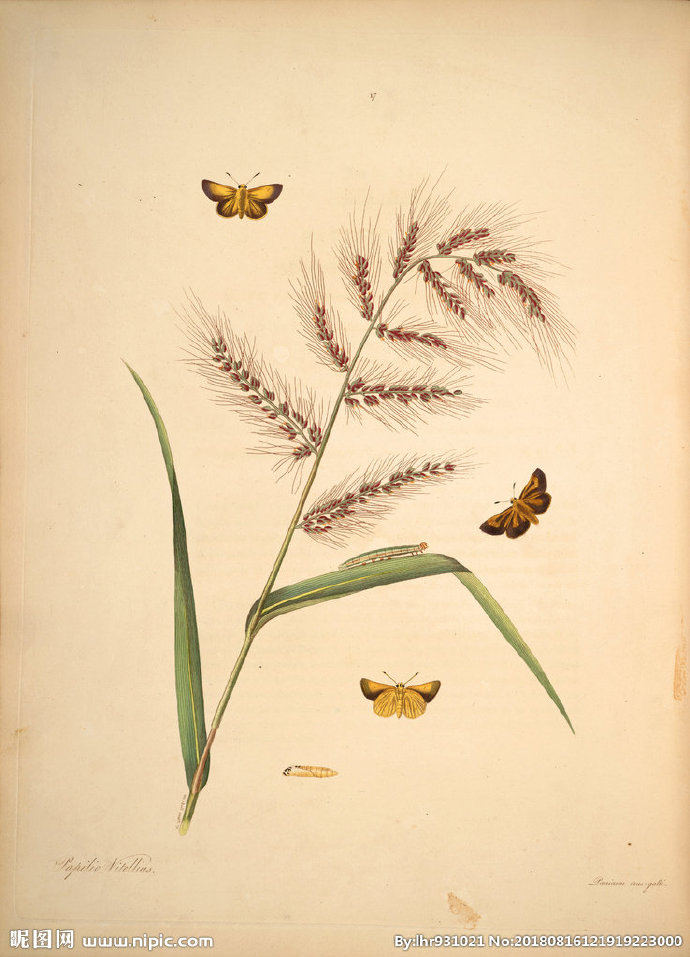 G装饰画 手绘花