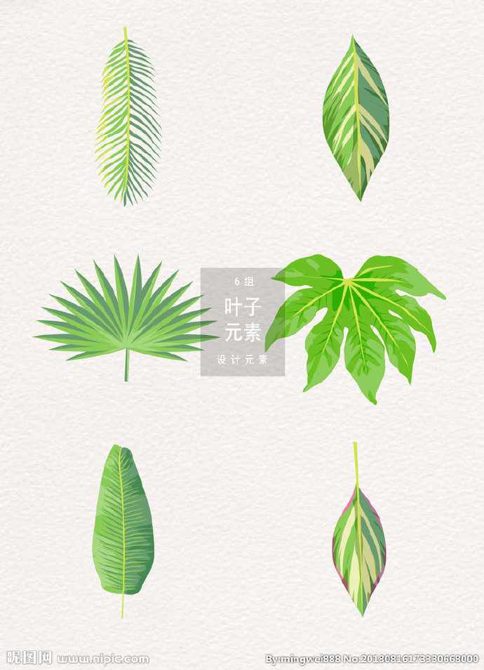 G热带树叶背景墙