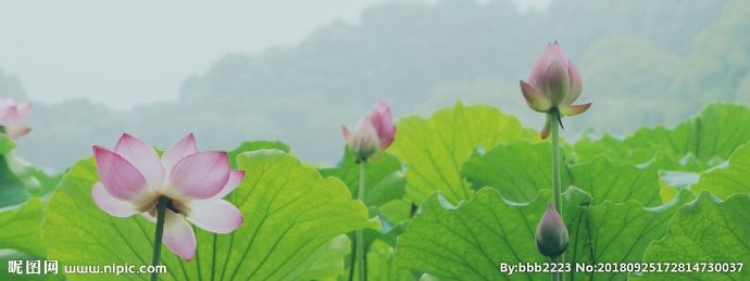 G荷花背景墙莲花