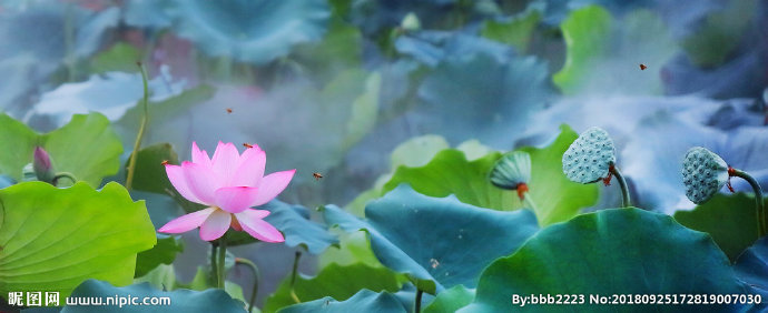 G荷花背景墙莲花