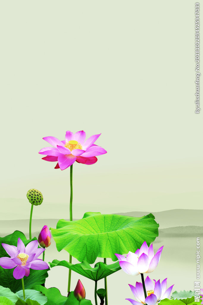 G荷花背景墙莲花