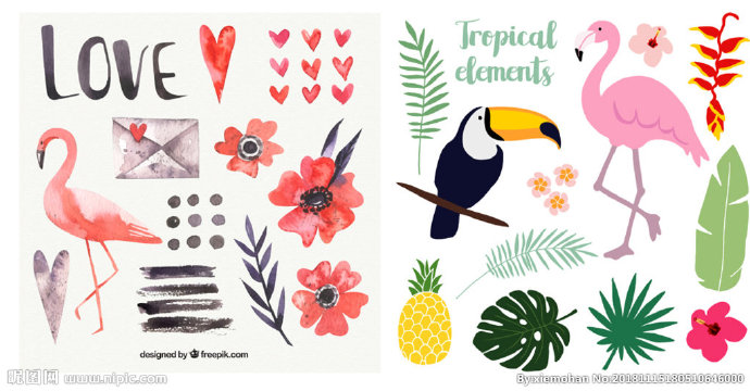 G热带花卉花鸟火