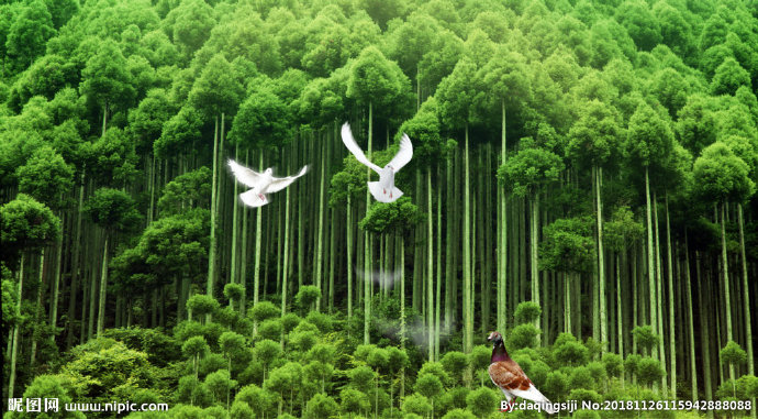 G绿色树林鸽子背