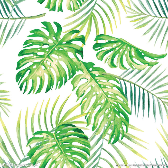 G热带植物叶子 
