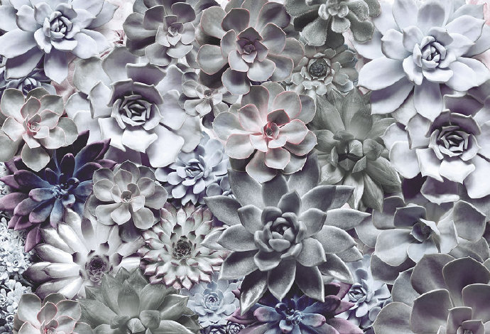 简约植物花朵花卉