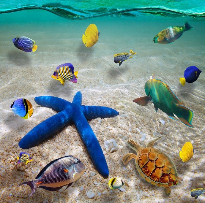海洋海星海龟鱼自
