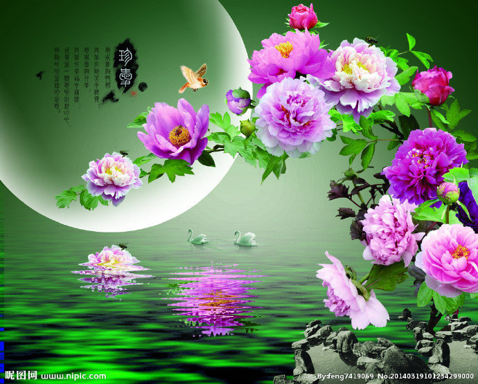G牡丹 倒影背景