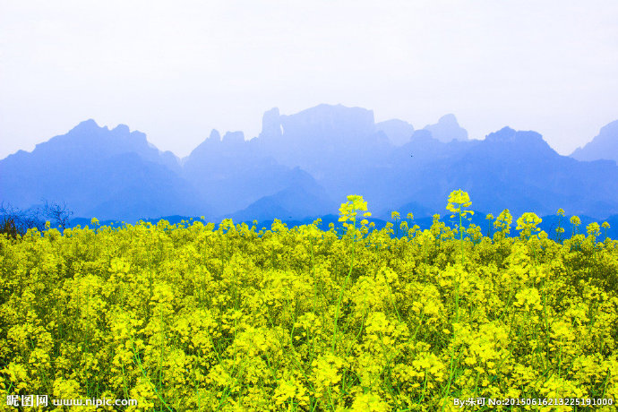 G天门山 油菜花