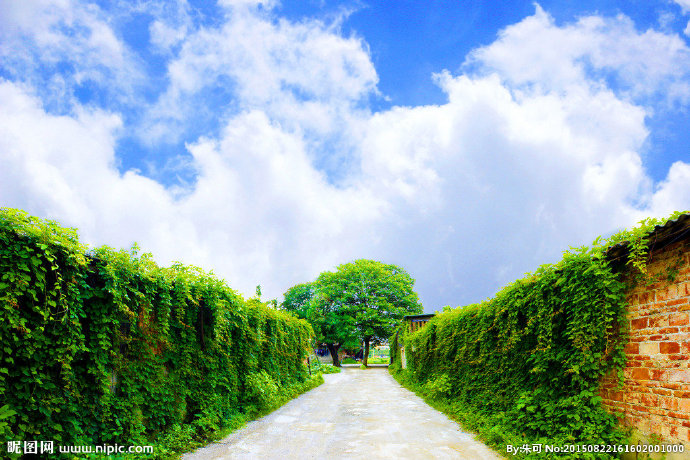 G爬山虎围墙道路