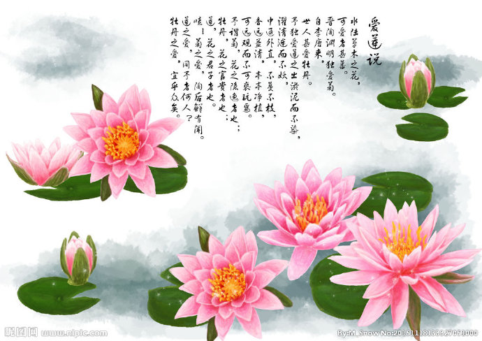 G映曰荷花爱莲说