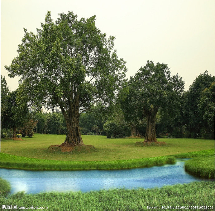 G池边榕树  大