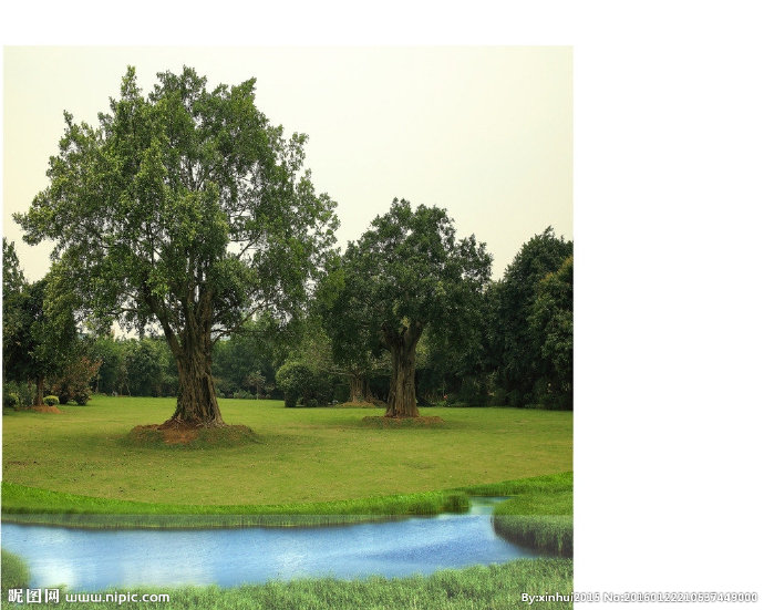 G榕树图背景墙榕