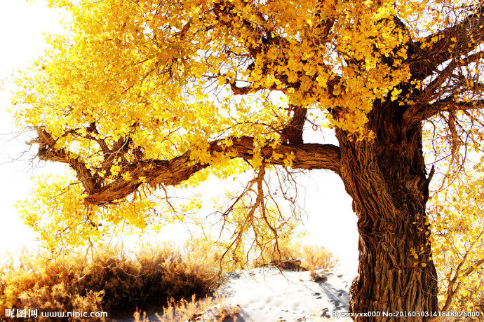 G秋树背景墙秋树