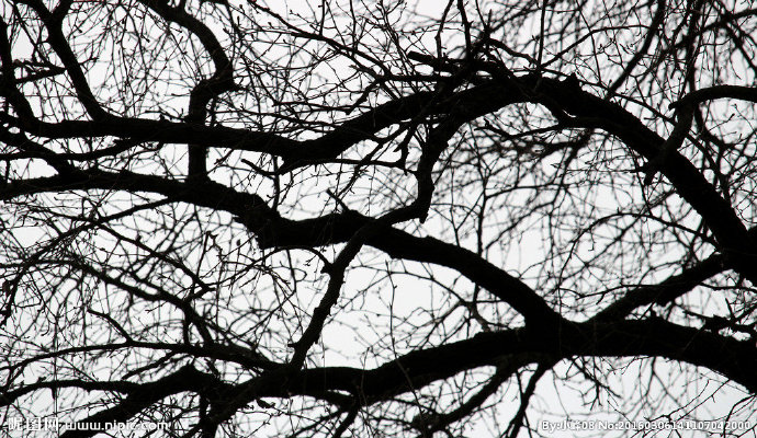 G树枝背景墙树枝