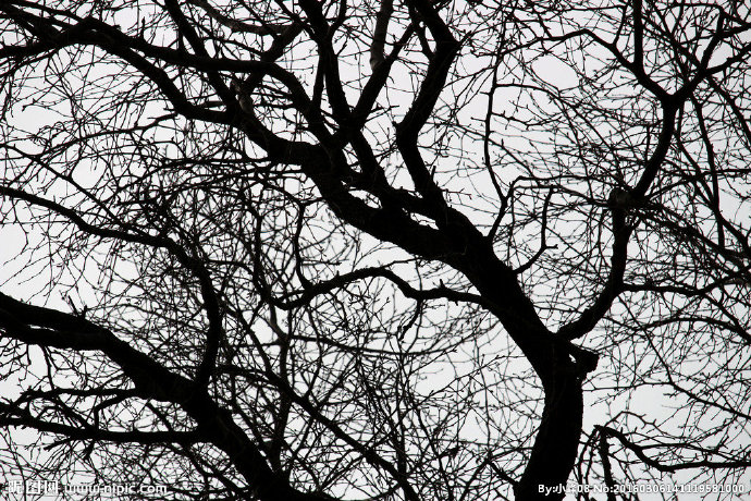 G树枝背景墙树枝