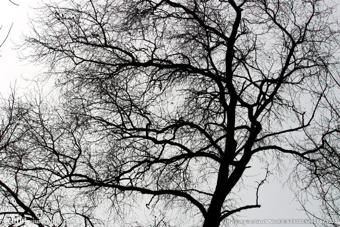 G树枝背景墙树枝