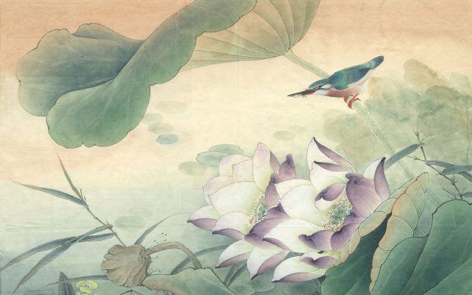 荷花翠鸟图片背景